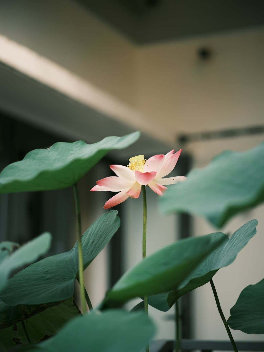 董璇筹备婚礼用的是和高云翔的婚礼策划师 新郎换人幸福延续