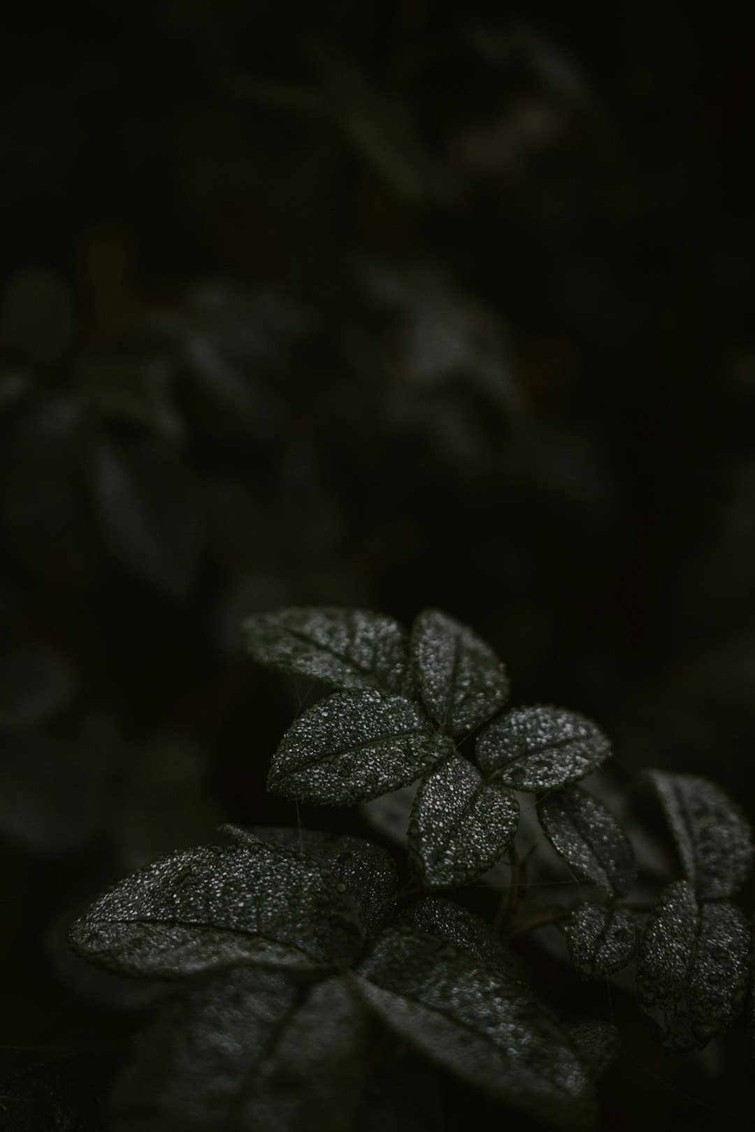成都车展欧拉以浪漫致初心